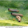 melitaea cinxia larva3b